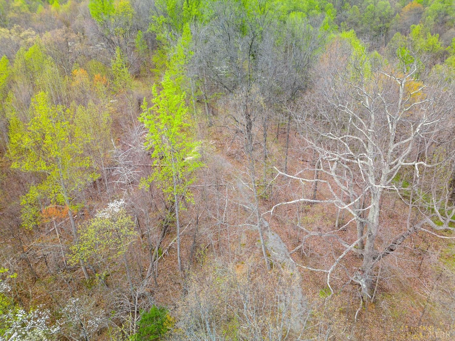 0 Wares Gap Road Monroe, VA 24574 - Photo 5 of 37 a close up of a plant in a garden