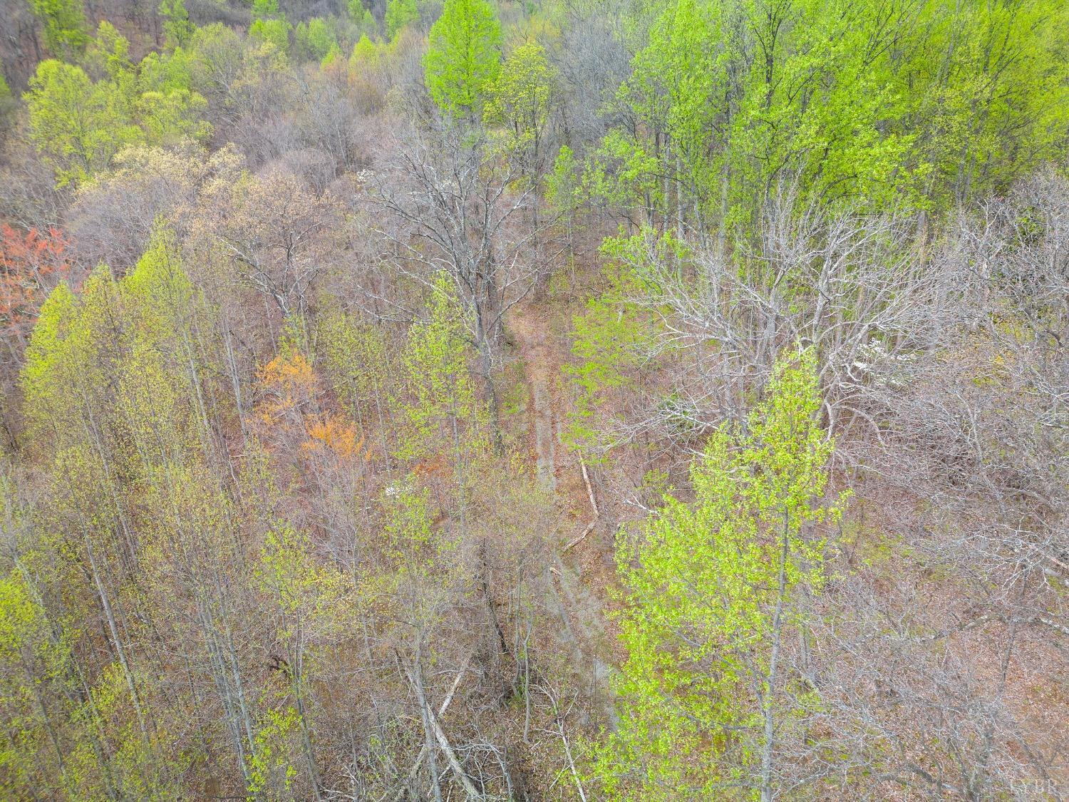 0 Wares Gap Road Monroe, VA 24574 - Photo 6 of 37 a close up of a plant in a garden