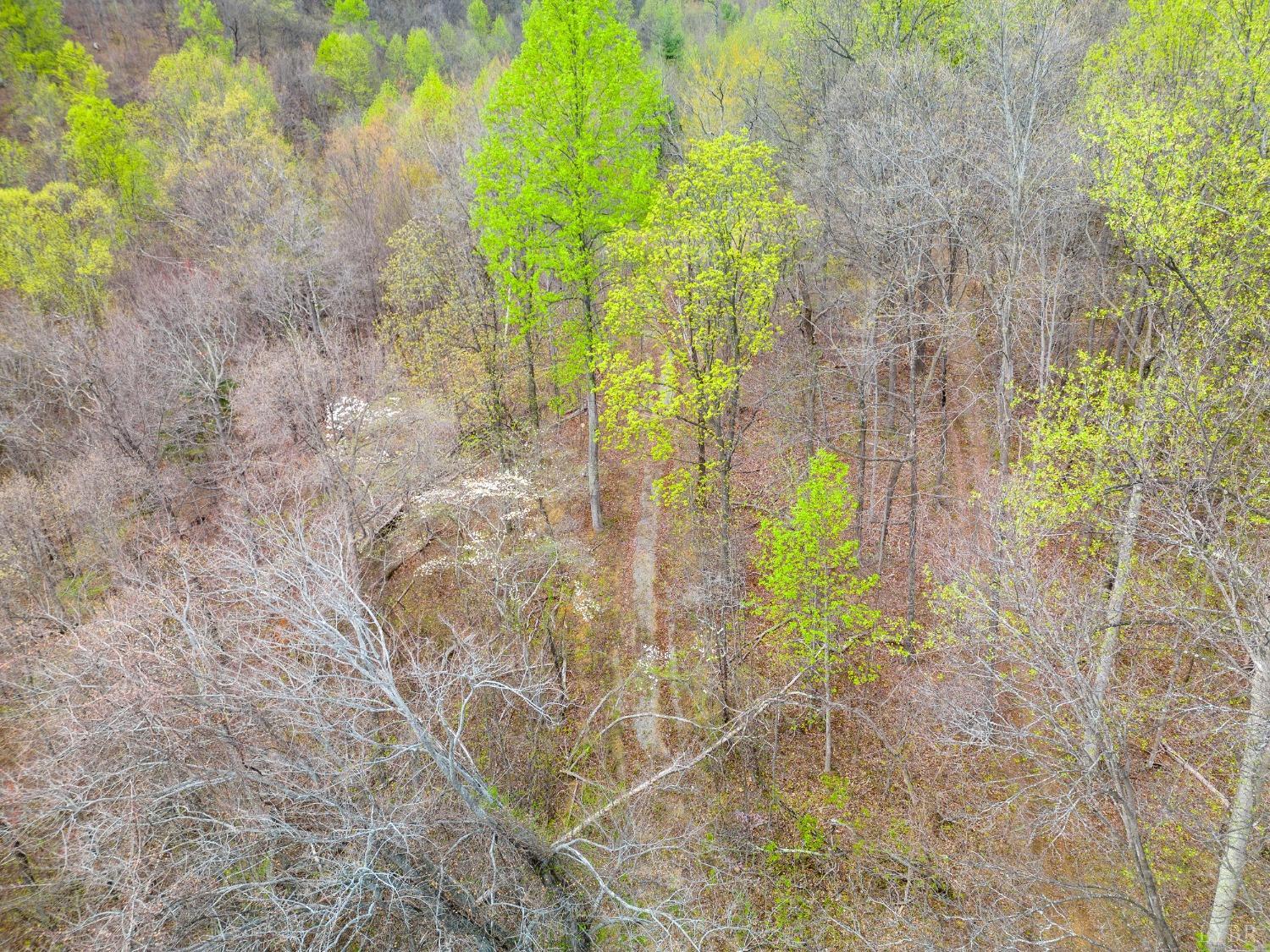 0 Wares Gap Road Monroe, VA 24574 - Photo 7 of 37 a view of yard