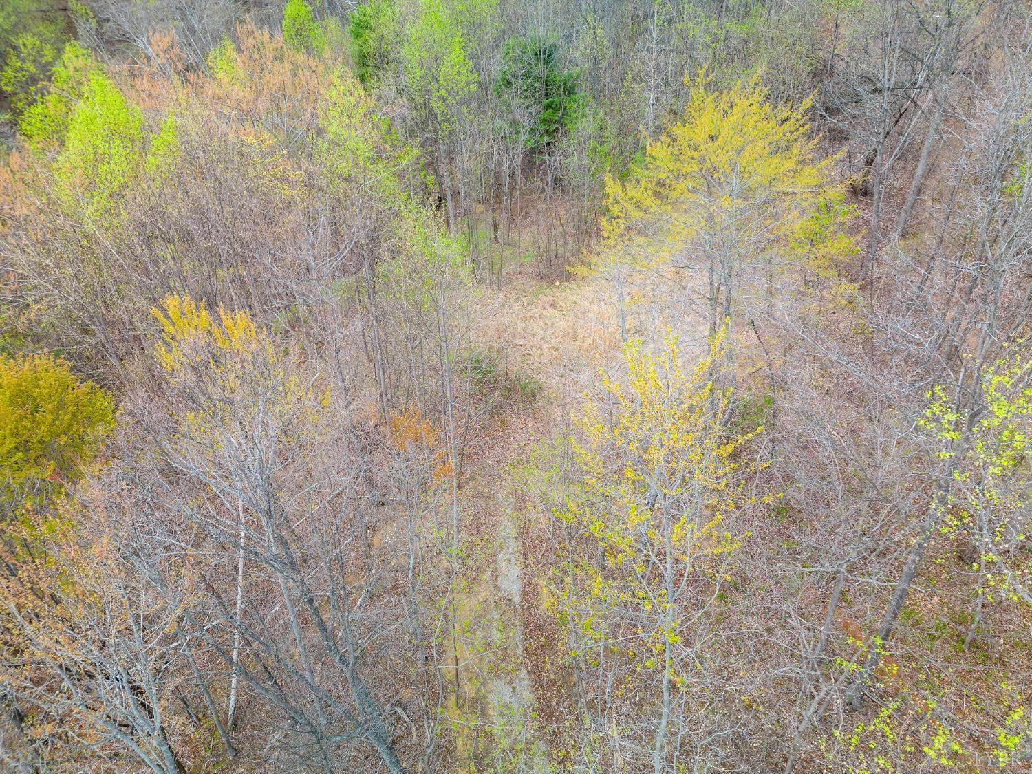0 Wares Gap Road Monroe, VA 24574 - Photo 8 of 37 a close up of a flower in a garden