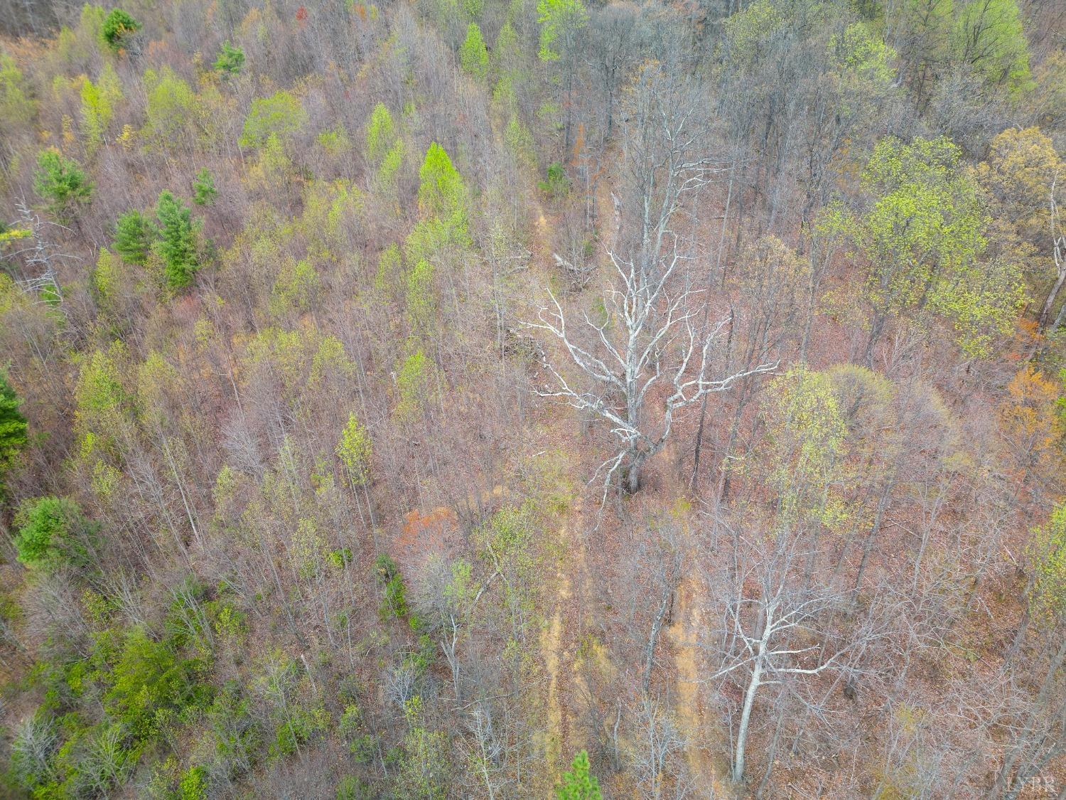 0 Wares Gap Road Monroe, VA 24574 - Photo 10 of 37 a close up of a plant in a garden