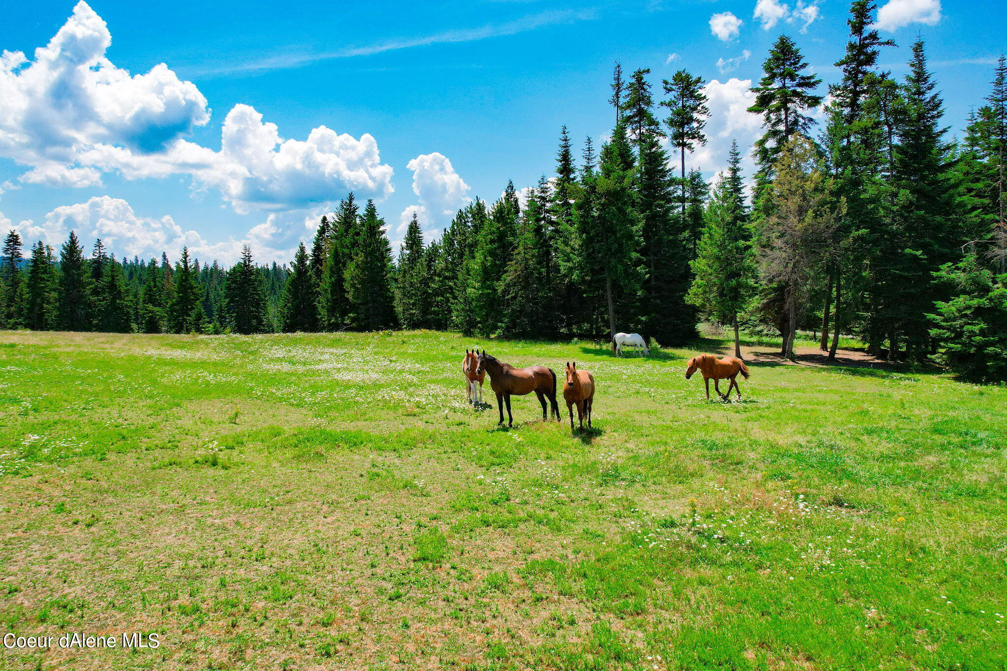 5939 East Burma Road Harrison, ID 83833 - Photo 6 of 52 Extrodinary Horse Property