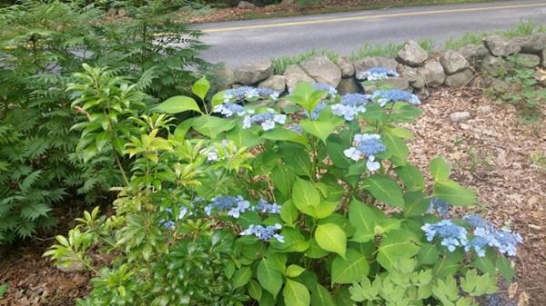 155 Newtown Road Acton, MA 01720 - Photo 42 of 42 Gallery Image 42