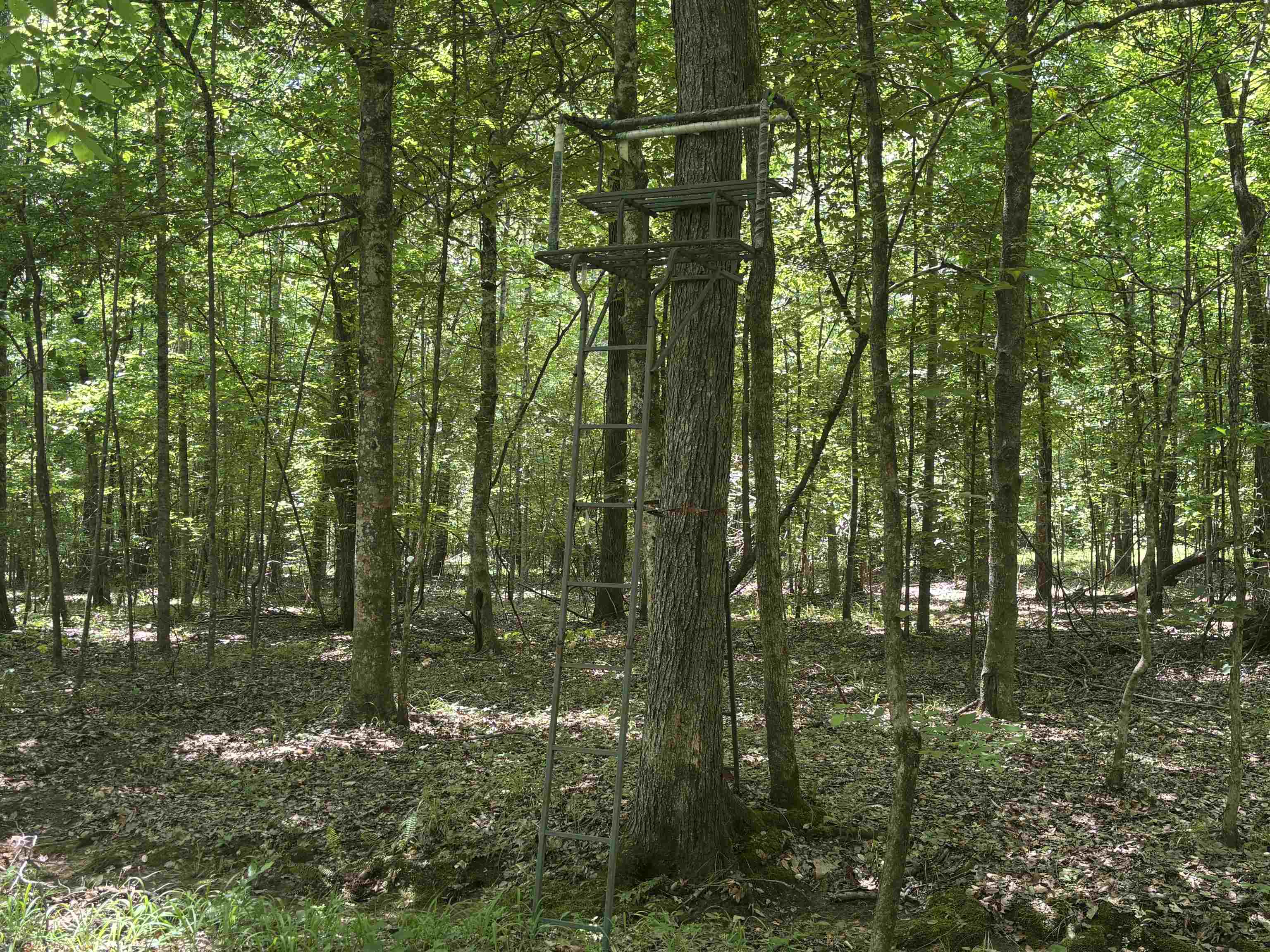 19.5-acres McMahan Road Middleton, TN 38052 - Photo 9 of 28