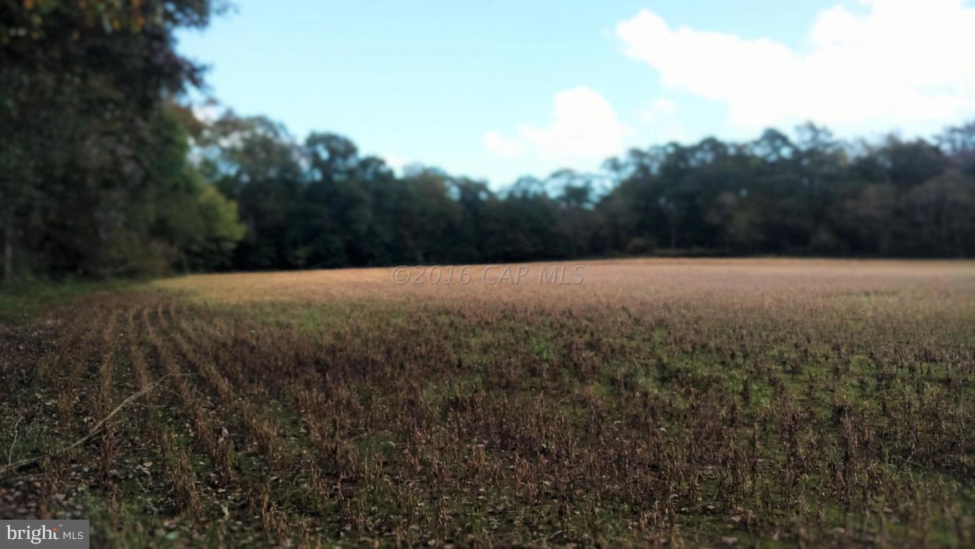 49.4-ac Ward Road Girdletree, MD 21829 - Photo 5 of 6 Gallery Image 5