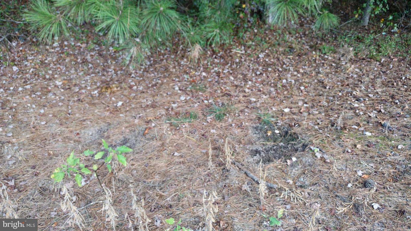 49.4-ac Ward Road Girdletree, MD 21829 - Photo 6 of 6 Gallery Image 6