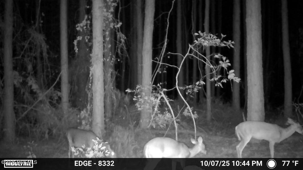 645 Bent Knee Road Keysville, GA 30816 - Photo 23 of 27 TrailCam2