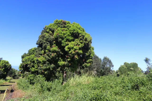 $275,000 | 5 Lot, Captain Cook, HI 96704