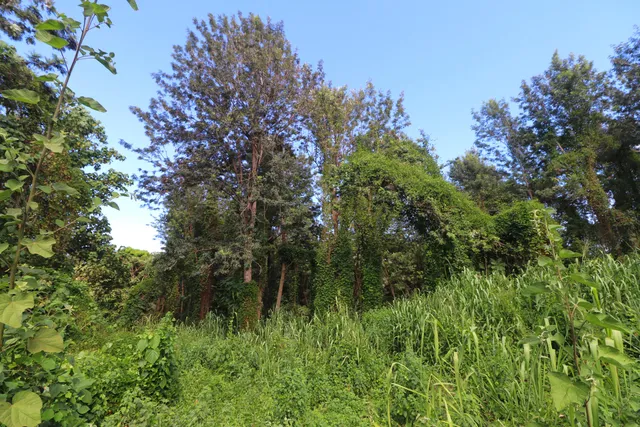 $275,000 | 5 Lot, Captain Cook, HI 96704