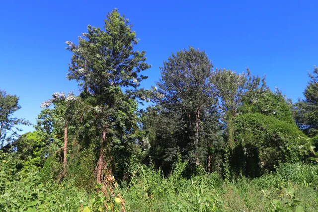 $275,000 | 5 Lot, Captain Cook, HI 96704