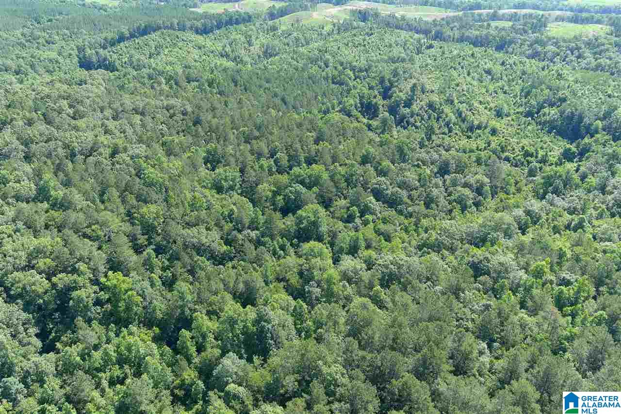0 County Road 61, Unit 366 92 ACRES Fruithurst, AL 36262 - Photo 12 of 26
