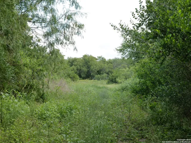 a view of a lush green forest with large trees