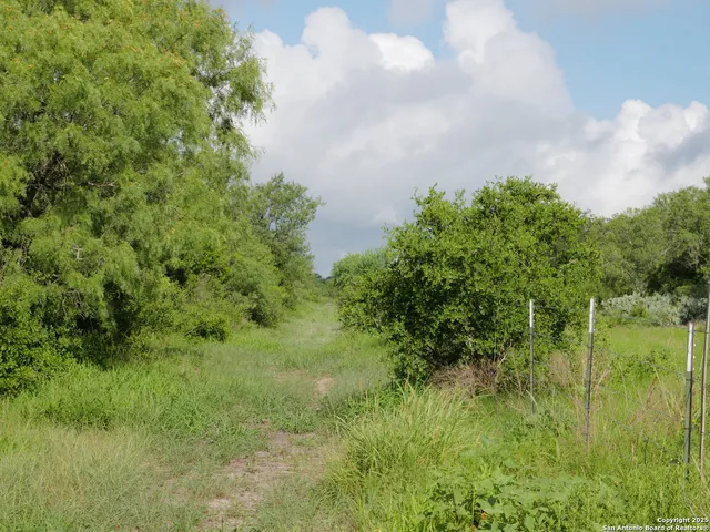 a view of a lush green space