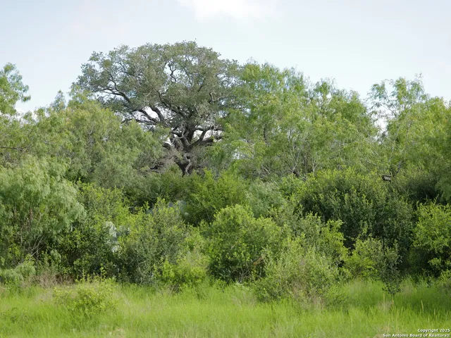 a view of a lush green forest