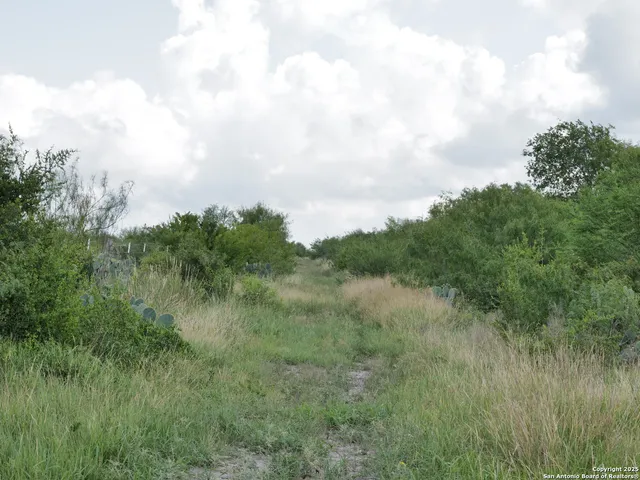 a view of a lush green forest with lots of trees