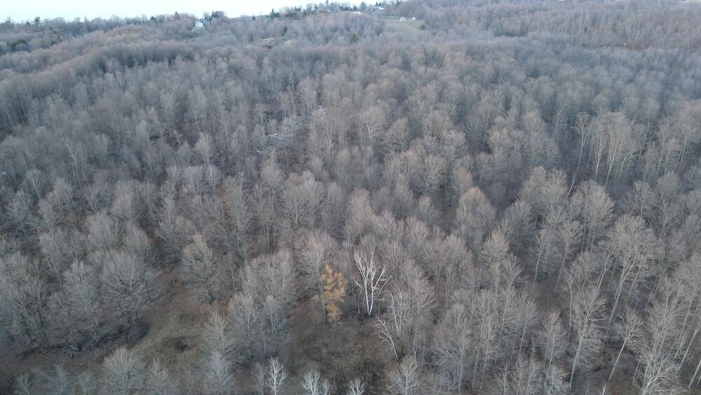 Potter Road Bear Lake, MI 49614 - Photo 13 of 37 DJI_0788