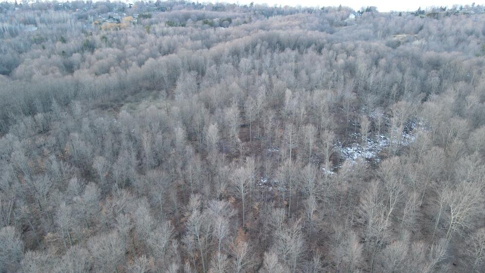 Potter Road Bear Lake, MI 49614 - Photo 15 of 37 DJI_0790