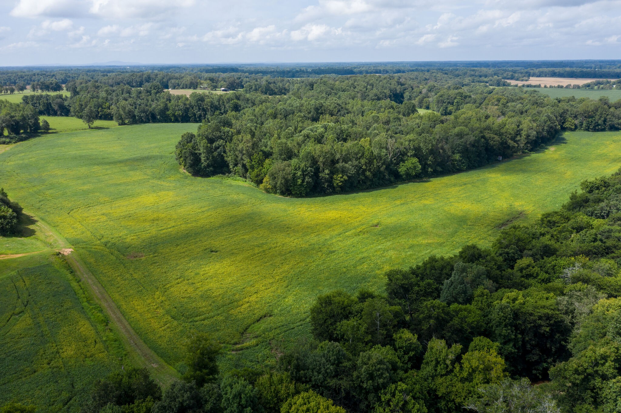0 South George Road Flintville, TN 37335 - Photo 12 of 25 a view of a green yard with a houses