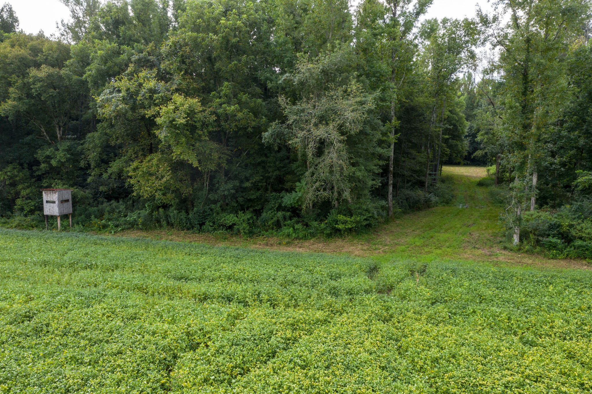 0 South George Road Flintville, TN 37335 - Photo 14 of 25 a view of a lush green forest