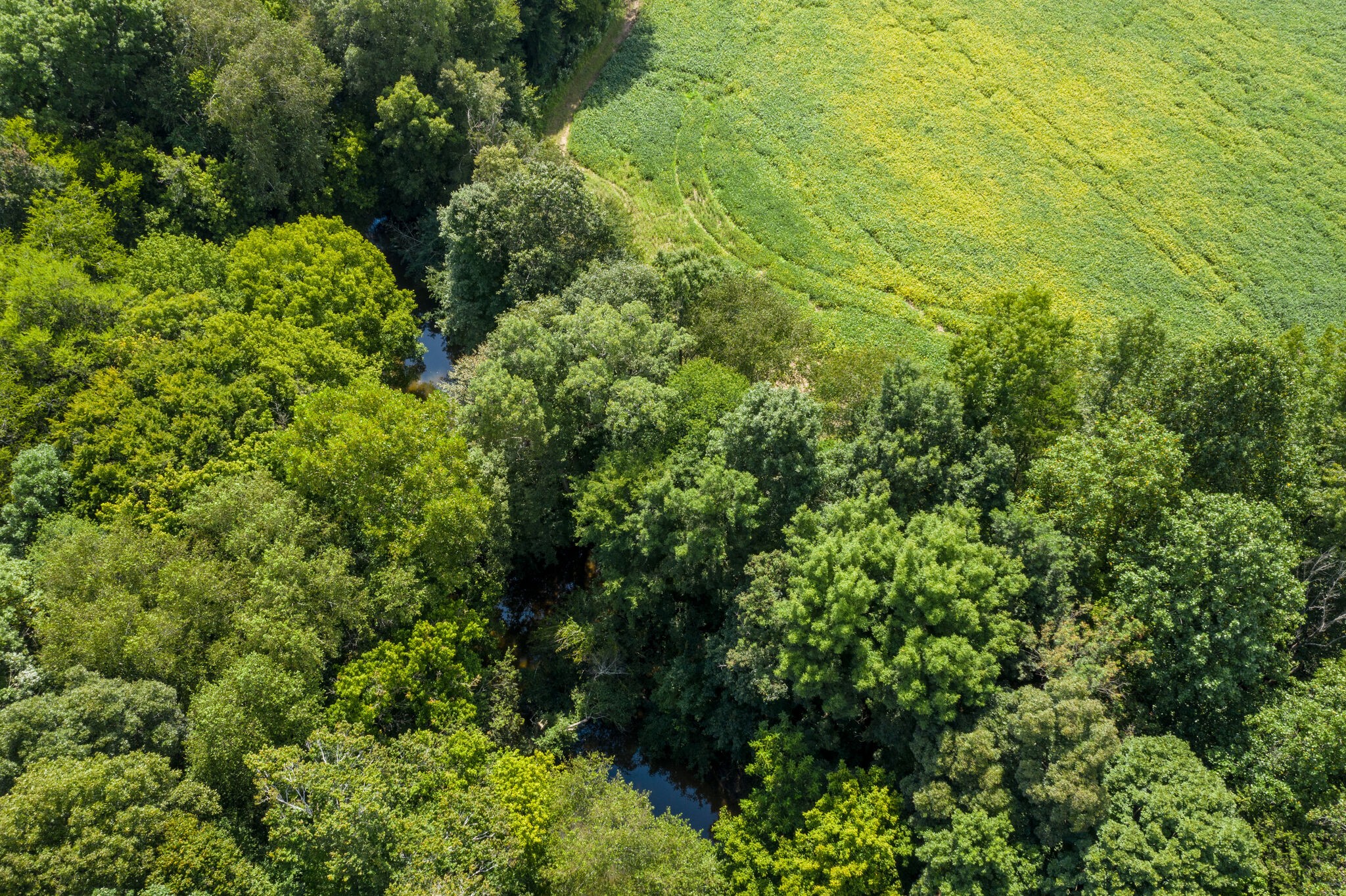 0 South George Road Flintville, TN 37335 - Photo 16 of 25 view of a lush green forest