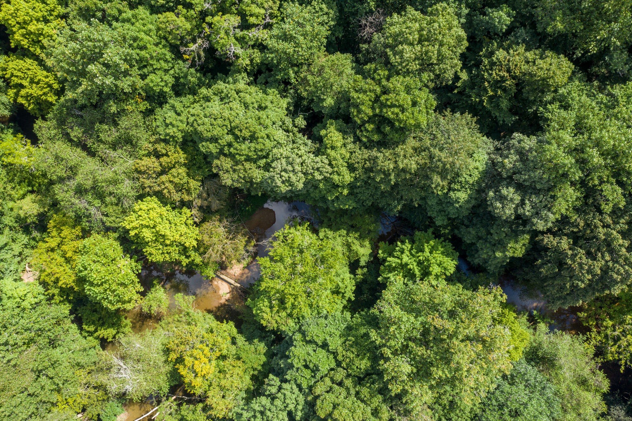 0 South George Road Flintville, TN 37335 - Photo 19 of 25 a view of a garden
