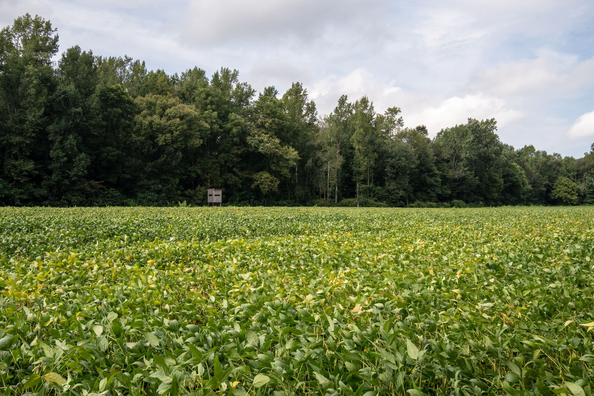 0 South George Road Flintville, TN 37335 - Photo 5 of 25 a view of a green field with trees in the background