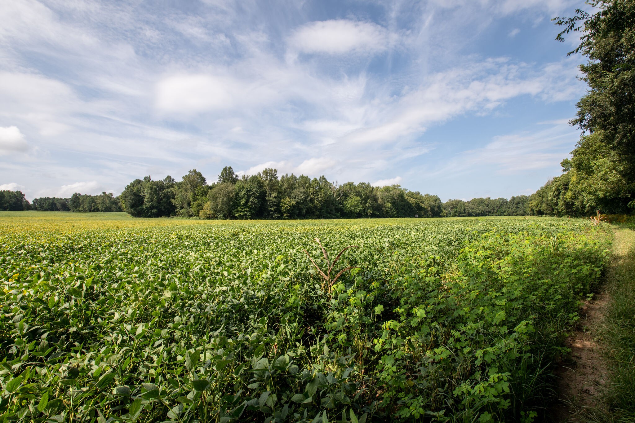 0 South George Road Flintville, TN 37335 - Photo 6 of 25 a view of a green field with an outdoor space