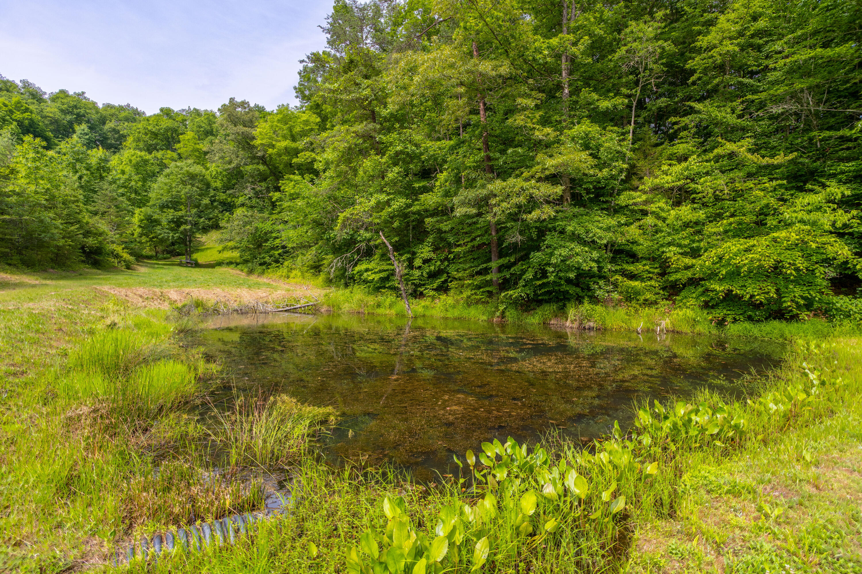 231 Marshall Road Kyles Ford, TN 37765 - Photo 56 of 73 Pond