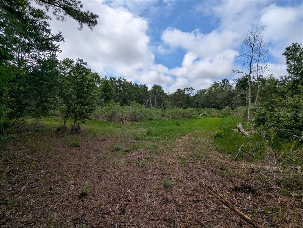 91st Street Alachua, FL 32615 - Photo 22 of 36 a big yard with lots of green space