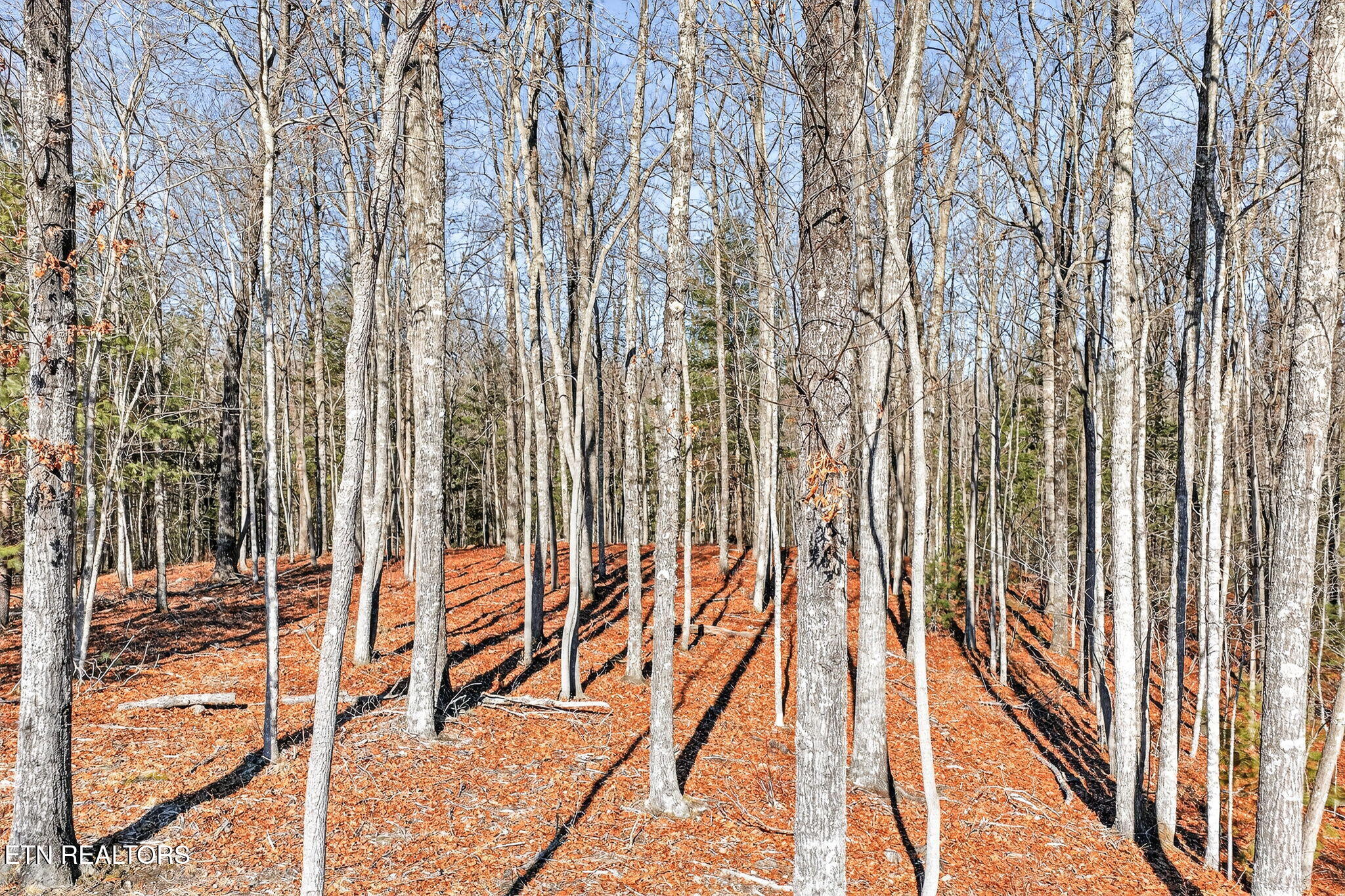 0 Proctor Place Road Road Jamestown, TN 38556 - Photo 4 of 16 3-web-or-mls-Procter Place Rd_014_TNPC