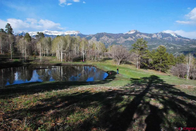 a view of a bunch of trees in a yard