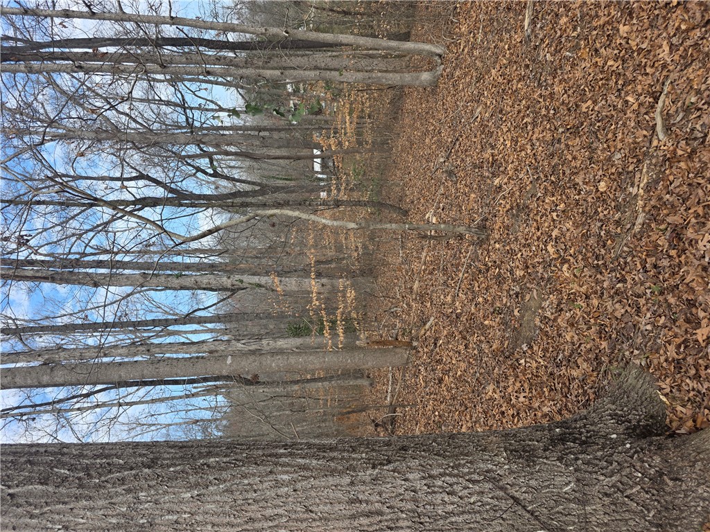 Lot 29-30 Timberlake One Circle Seneca, SC 29678 - Photo 2 of 4 This serene woodland scene features mature trees and a carpet of fallen leaves.