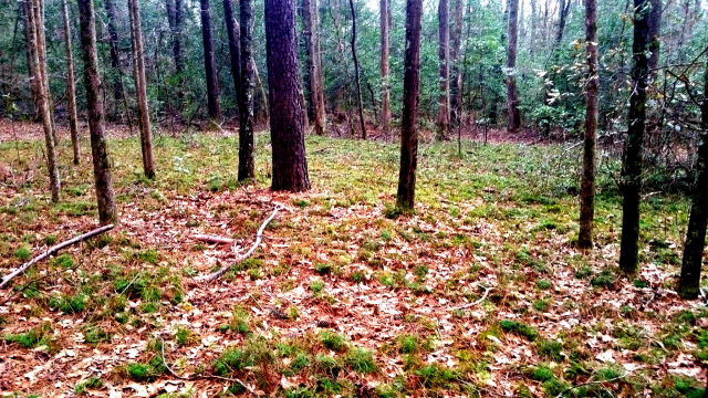 0 Gooseneck Road Aiken, SC 29805 - Photo 1 of 1