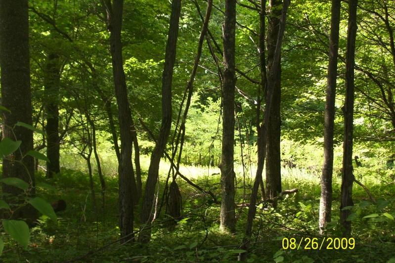 Lot 3 Holly Bush Road Valley Head, WV 26294 - Photo 3 of 7 Wooded Areas