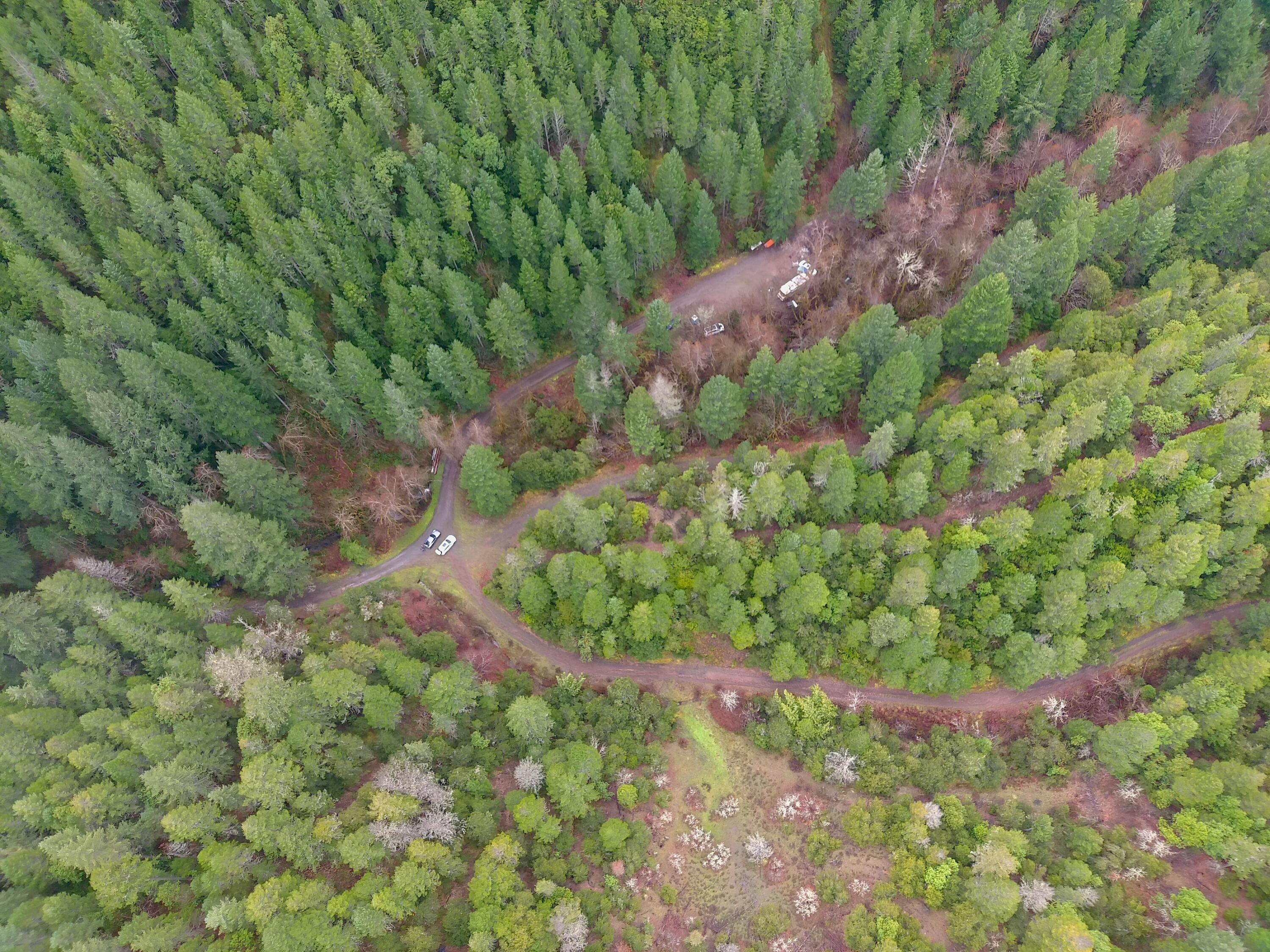 1802 Waters Creek Road Wilderville, OR 97543 - Photo 3 of 14 a view of a forest with a tree