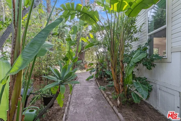 a plant with lots of trees