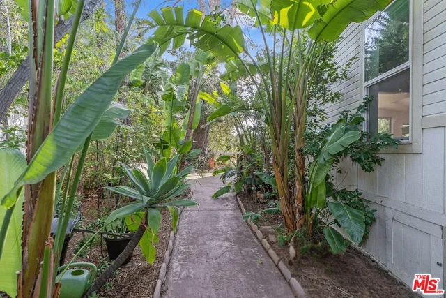 a plant with lots of trees