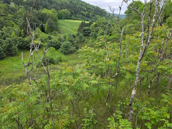 $290,000 | 14 South Vt Route, Randolph Center, VT 05061