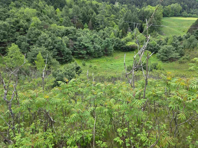 $319,000 | 14 South Vt Route, Randolph Center, VT 05061