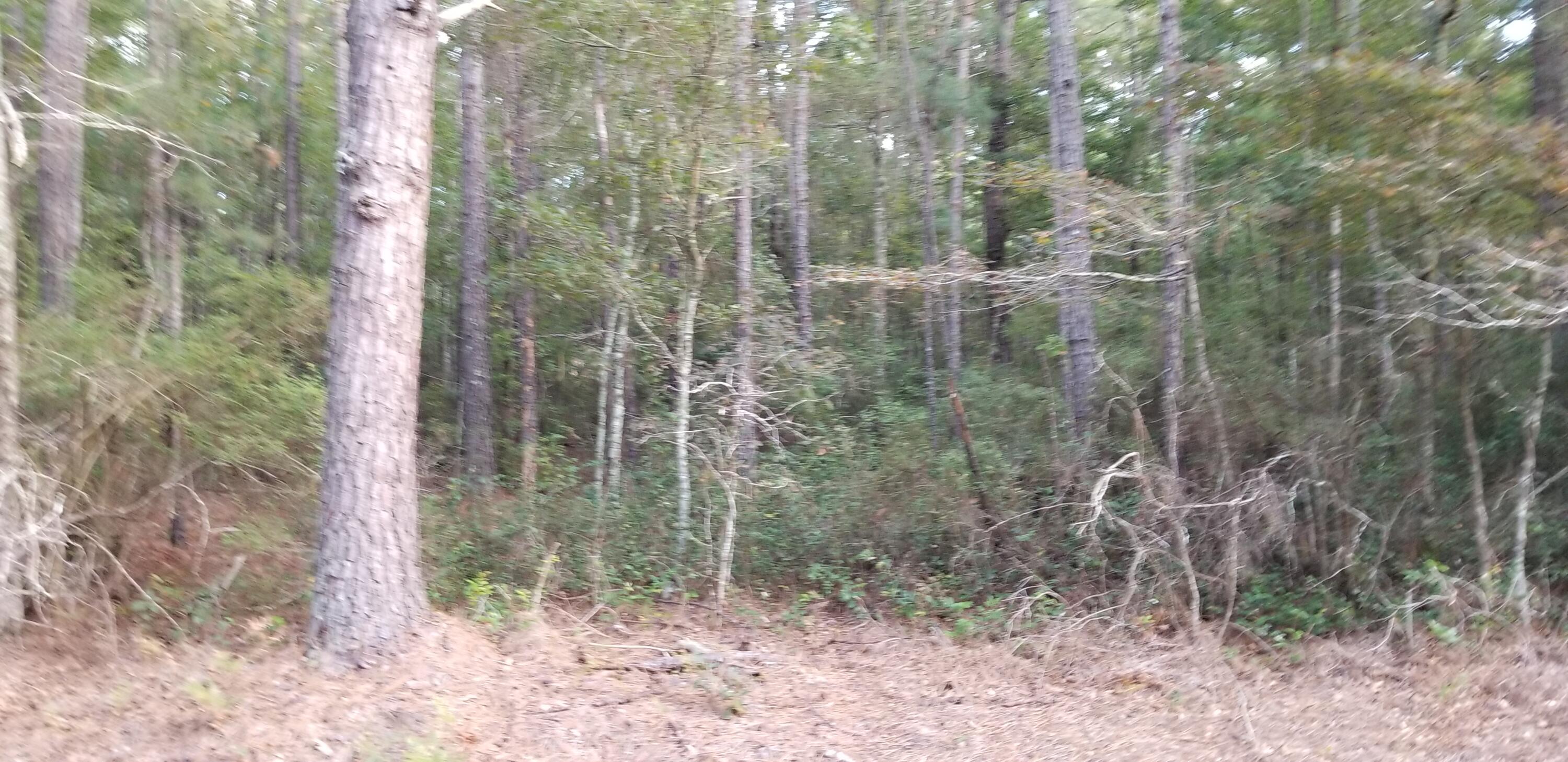 0 Buckhead Road Smoaks, SC 29481 - Photo 5 of 5 20250922_181159