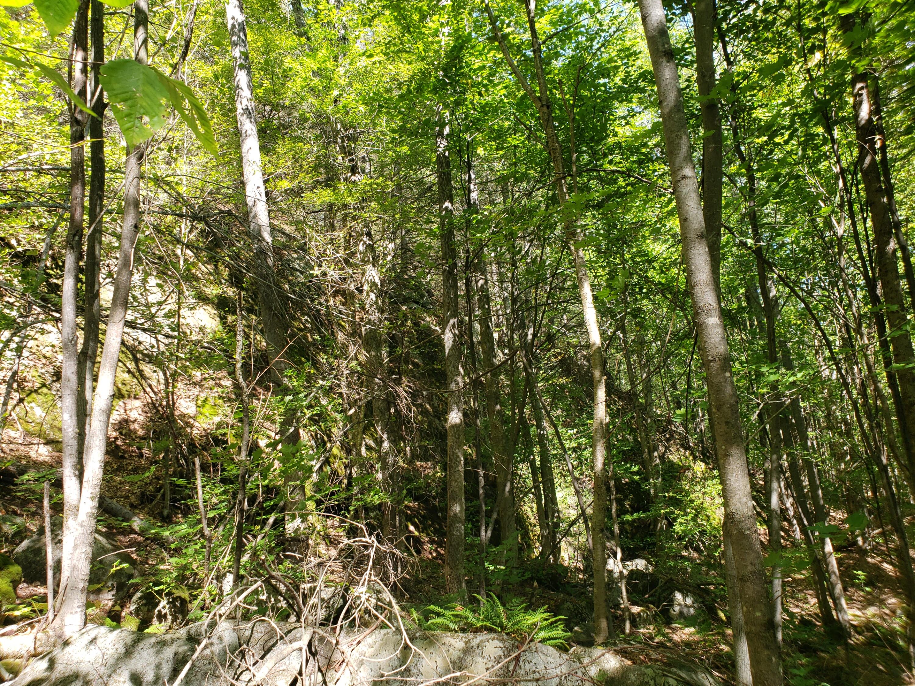 0 Off Mountain Stoneham, ME 04231 - Photo 24 of 32 Higher ledge