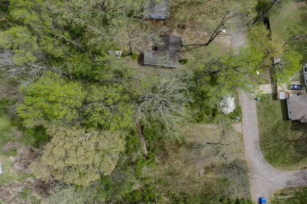 a view of a dry yard with plants and large trees