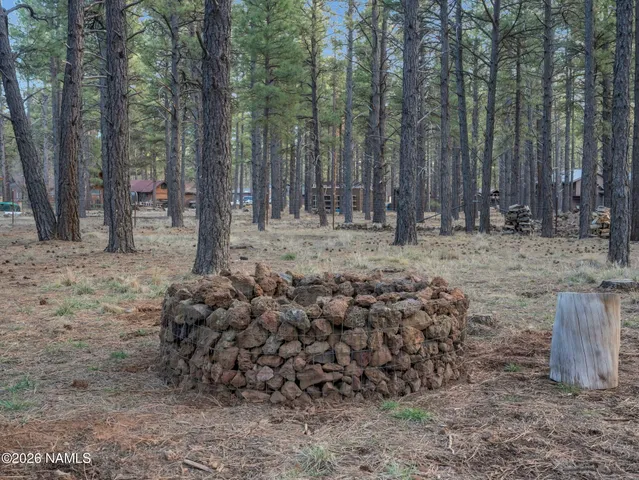 a view of a forest with palm trees