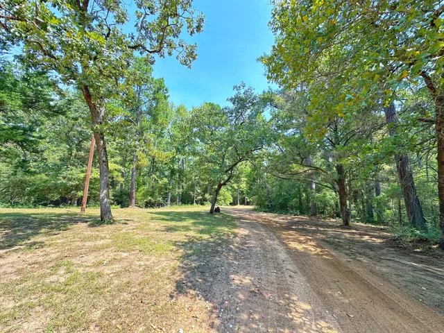 a view of a lush green forest