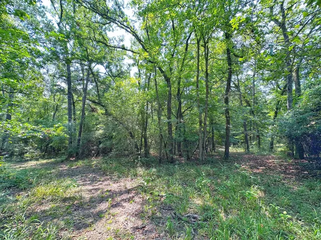 a view of a forest with trees in the background