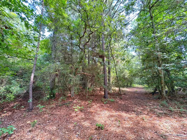 a view of a yard with a tree