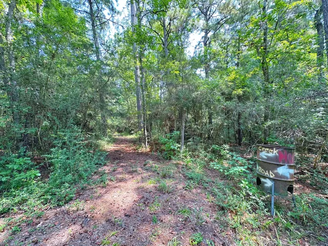 a view of a forest with trees in the background