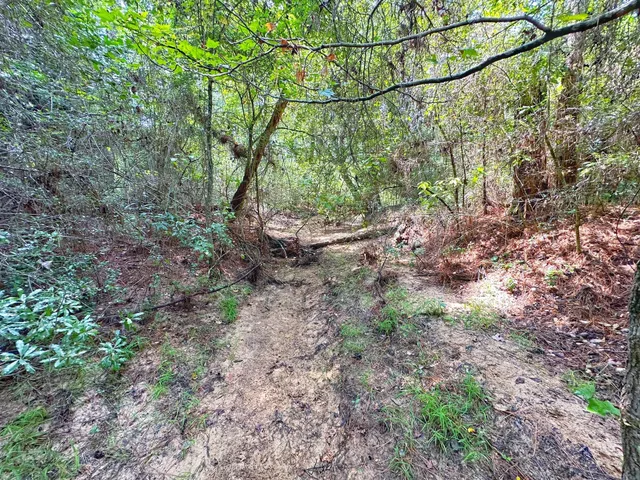a view of a forest with trees in the background