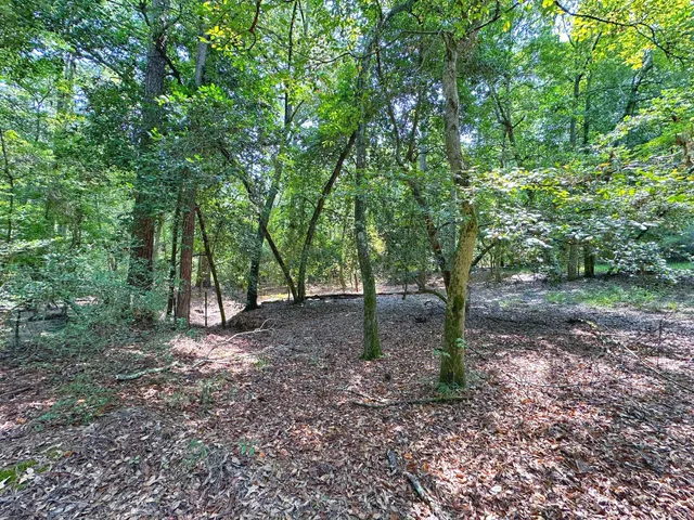a view of a forest with trees