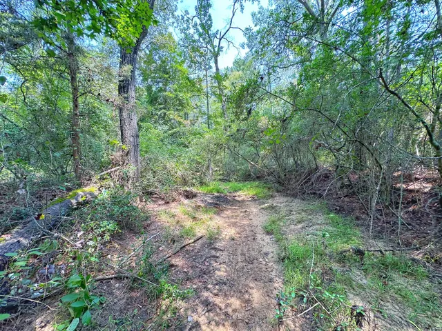 a view of a forest that has large trees